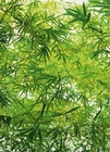 1 x FOTOTAPETE - BAMBUSBL�TTER - BAMBOOLEAVES