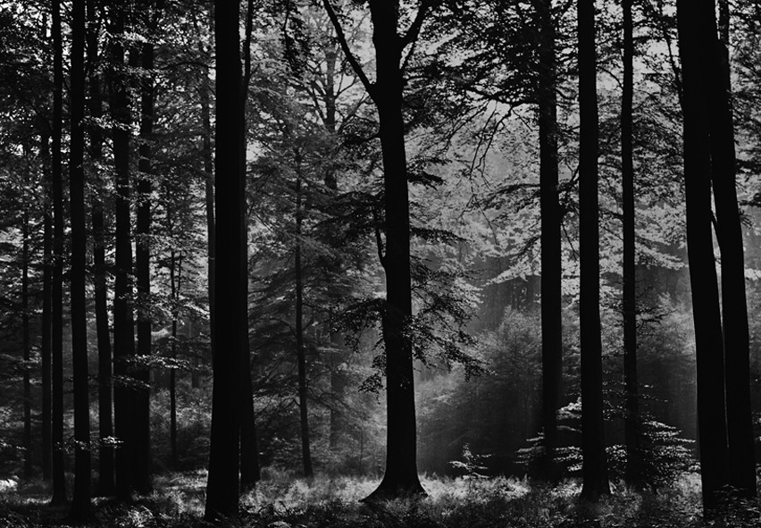 Fototapete Wald Schwarz Weiß Tapete - Fototapete-Natur (Tapeten bei